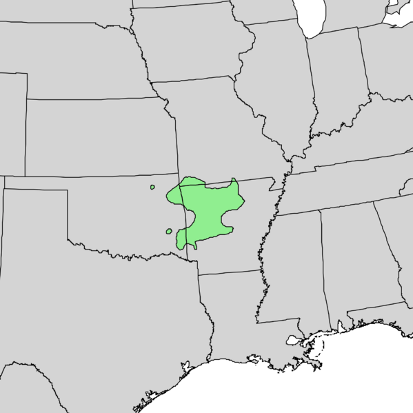 Castanea ozarkensis range map 3