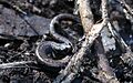 Channel Islands Slender Salamander - Flickr - GregTheBusker