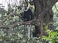 Colobus vellerosus 12785335