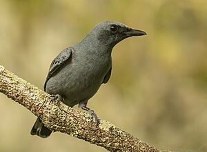Common Cicadabird - Crossroads Reserve - cropped.jpg