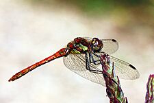Common darter dragonfly (Sympetrum striolatum) immature male