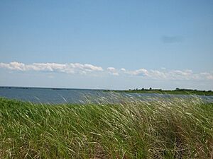Cordgrass