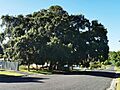 Cork tree TenterfieldIMG 20230216 084535