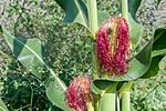 Corn blooming