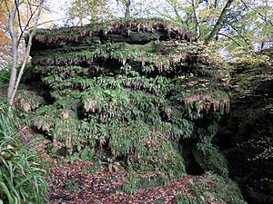 Crichope Linn red sandstone arch and Burley's Leap, Cample, Dumfries & Galloway, Scotland