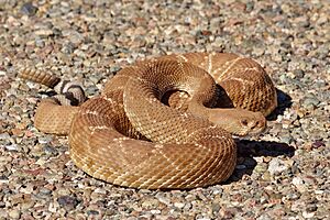 Crotalus ruber 42613167