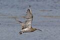 Curlew (Numenius arquata) in flight