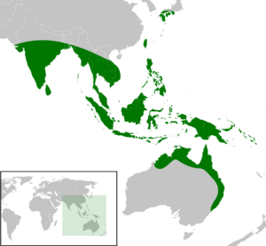 Cyrtophora exanthematica distribution map.png