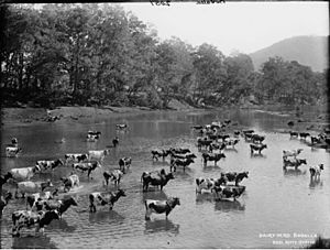 Dairy herd, Bodalla from The Powerhouse Museum Collection
