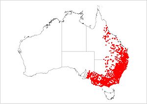 Distribution of the Buff Rumped Thornbill in Australia