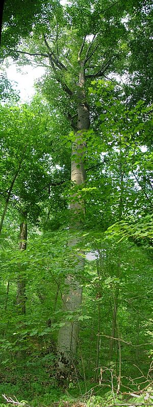 Dysart Woods