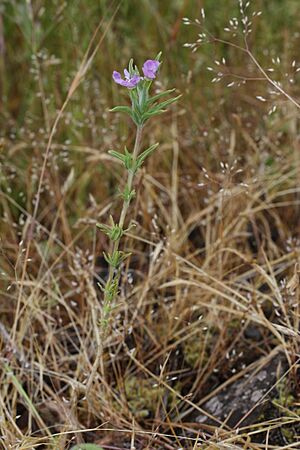 Epilobium minutum 0054