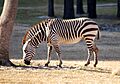 Equus zebra - Disney's Animal Kingdom Lodge, Orlando, Florida, USA - 20100119 - 03