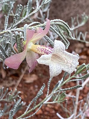 Eremophila mirabilis flower & foliage side view.jpg
