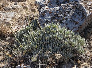 Eriogonum callistum (Tehachapi buckwheat) (7553623912).jpg