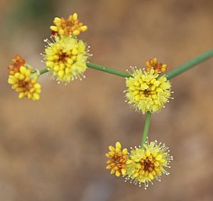 Eriogonum nudum-var-westonii flower closeup
