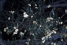 Eucalyptus barberi flowers