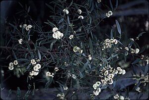 Eucalyptus barberi flowers