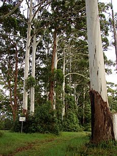 Eucalyptus grandis 2