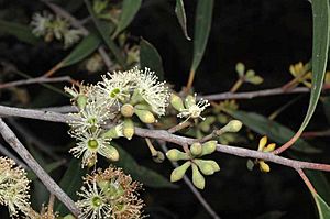 Eucalyptus ligustrina buds