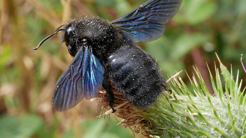 European violet carpenter bee