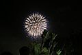 Fireworks at Seaworld San Diego