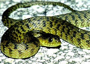 Florida Green Water Snake 2.jpg
