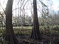 FossePointeCypressSwamp