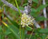 GH Eriophorum virginicum; Tawny cottongrass (20632128055).jpg