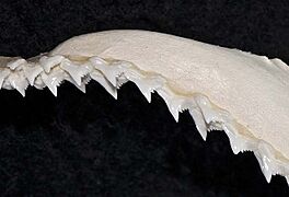 Galeorhinus galeus upper teeth