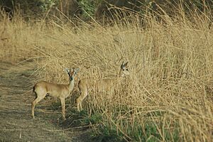 Gazelles grass park w niger 2006