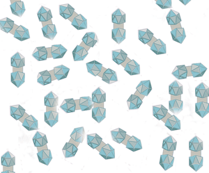 Geminiviruses drawing