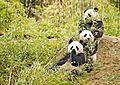 Giant Pandas having a snack