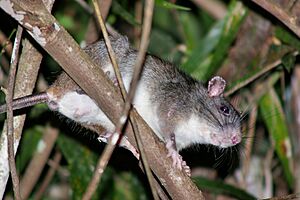 Giant White-tailed Rat.jpg