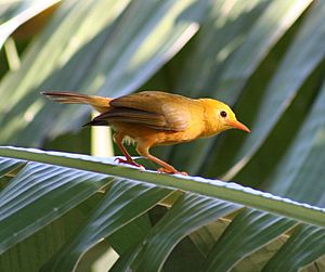 Small yellow bird with brownish wings and orange-pink bill and legs perching on a palm tree frond