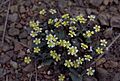 Goodenia holtzeana