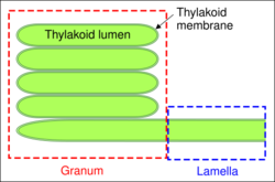 Granum