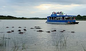 Hippopotamus and Hippo tour boat, iSimangaliso Wetland Park