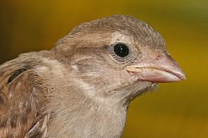 House sparrow portrait