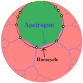 Hyperbolic apeirogon example