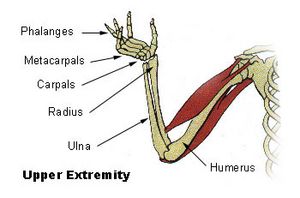 Illu upper extremity