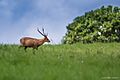 Indian hog deer
