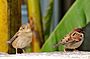 Italian Sparrow male and female.jpg