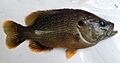 Lepomis cyanellus UMFS 2014 3