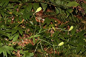 Lilium columbianum 3942