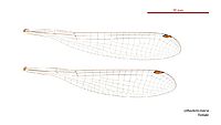 Lithosticta macra female wings (34441139250)
