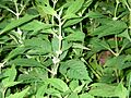 Lycopus americanus 01