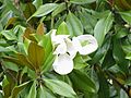 Magnolia grandiflora3