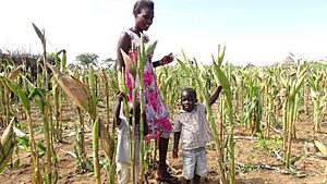 Maize farming in drought areas