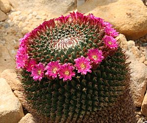 Mammillaria mystax Facts for Kids